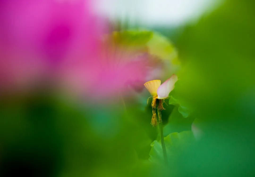 微山湖十万亩荷花竞相绽放,微山湖荷花美