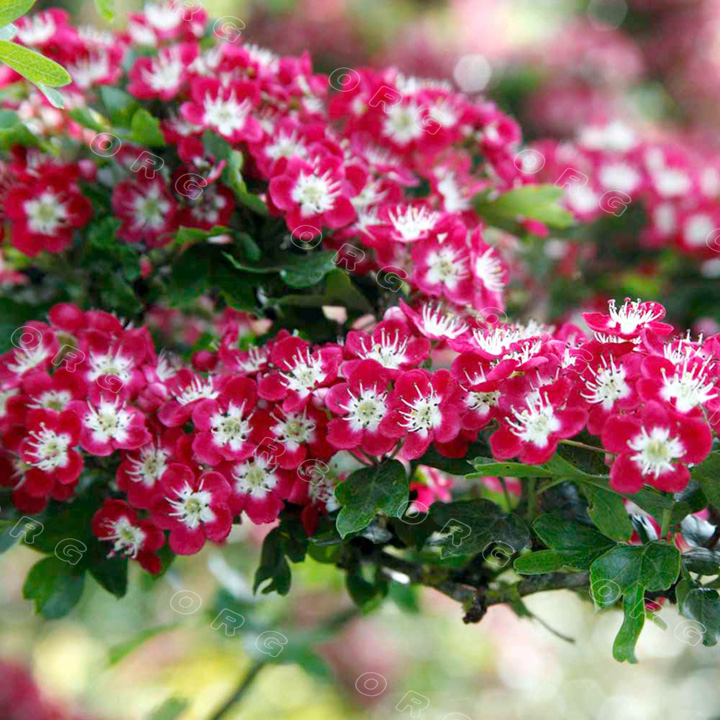 英国新品种：观花、赏果之王——英格兰山楂