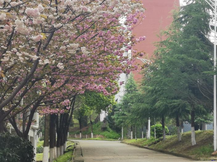 黄陂市新洲一中怎么样,武汉新洲一中与黄陂一中哪家强