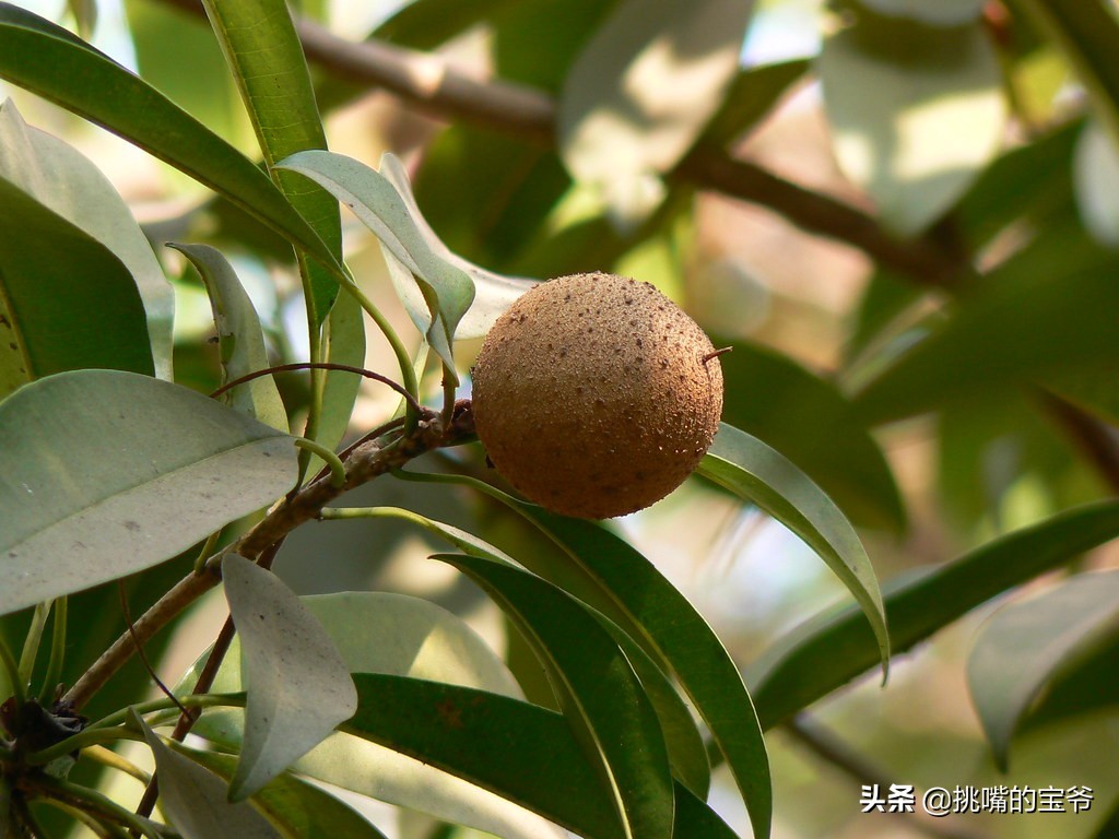 非洲岛国佛得角，10%的食物靠进口，5种特产水果，一定要试试