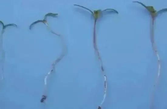 盆栽*粟罂**“当蔬菜吃”？涉嫌违法犯罪！有关知识来了解一下