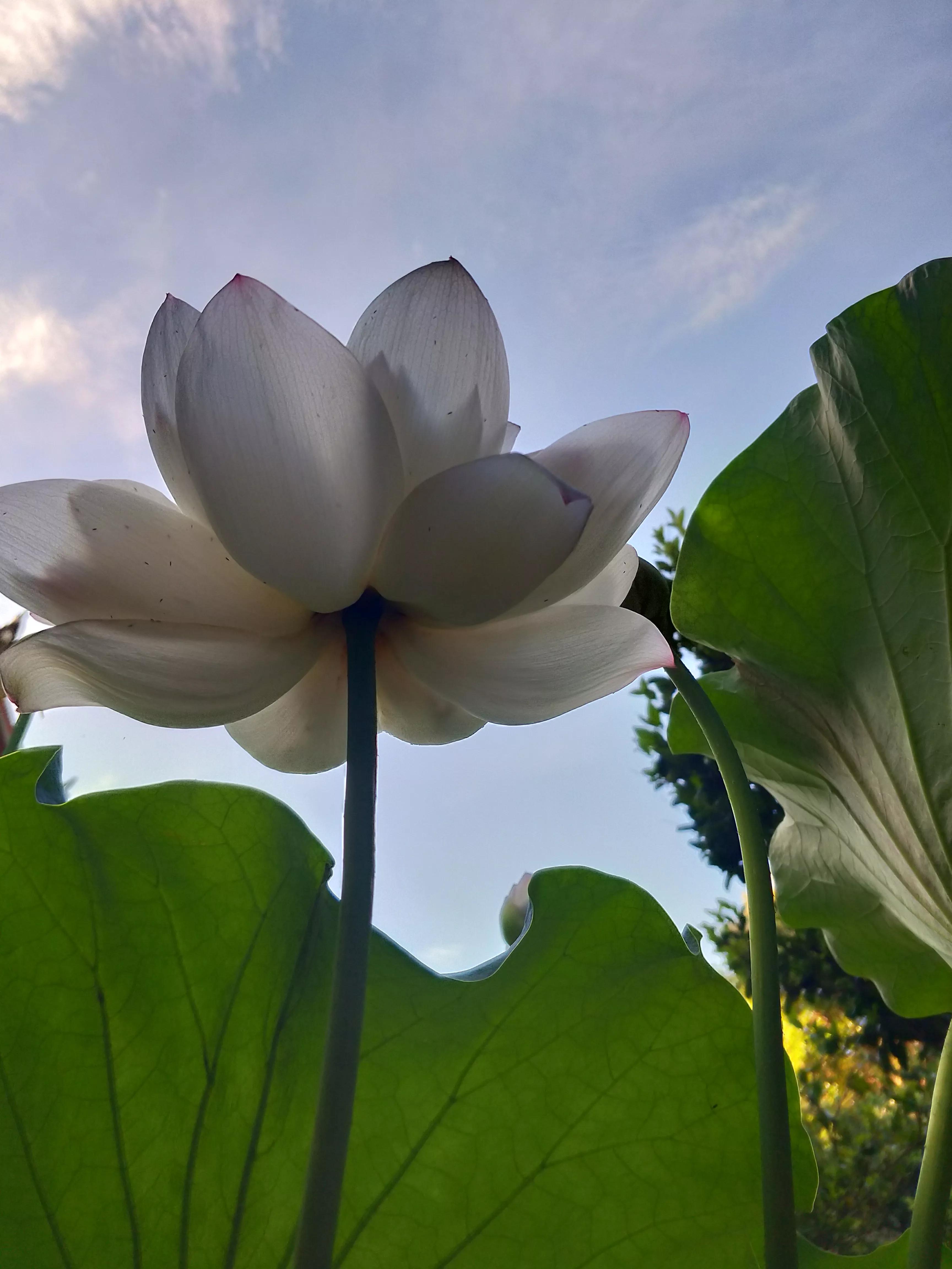 为过世的人祈福的佛语,去寺庙为死去的人祈福