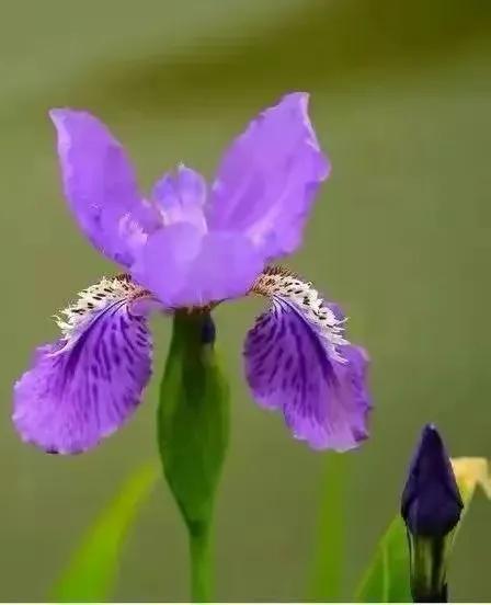 在春暖花开季节遇见浪漫,浪漫总是发生在春暖花开时配音