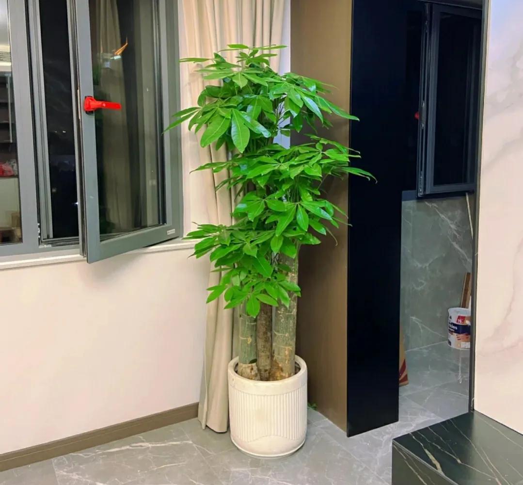 客厅放的绿植一定要一对么,客厅放绿植应该怎么放好看