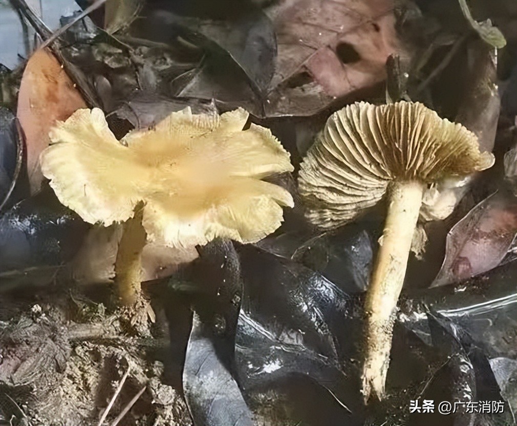 在深山老林捡菌子,夫妻深山捡菌子