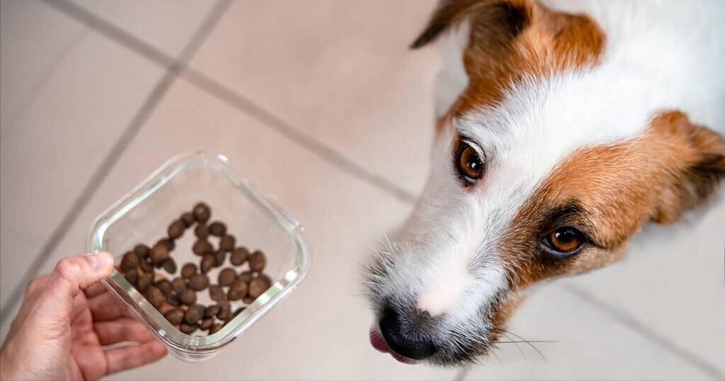 排名前十的狗粮厂家,排名前十的狗粮