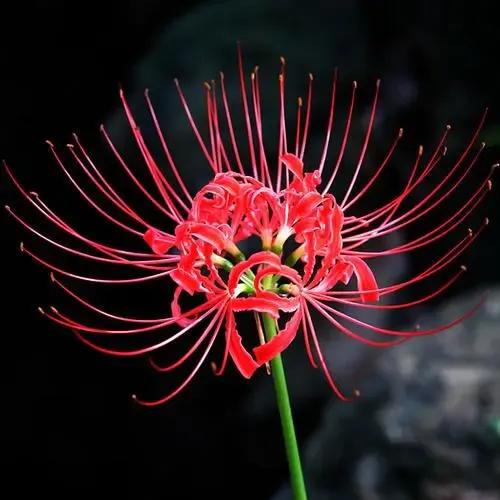 哪种花的花语适合送自己,什么花适合送朋友花语是什么