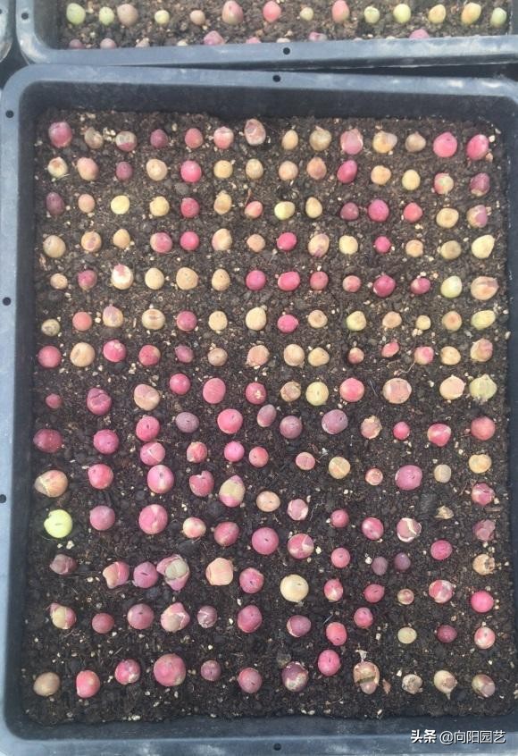 高锰酸钾能杀虫吗,高锰酸钾能杀有害菌吗