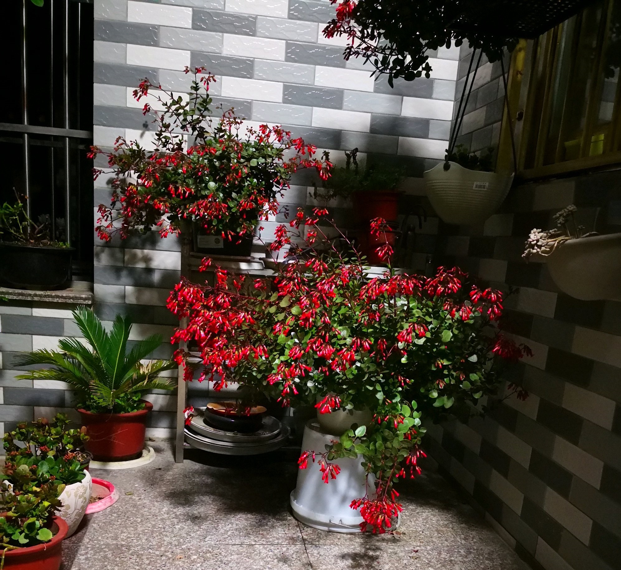 年宵花新品种有哪些名字,灯笼花的个性养护法