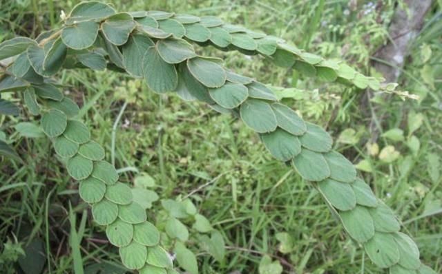 叶子似铜钱，又似蜈蚣，人称“摇钱树”，若在山上遇见，就是福气