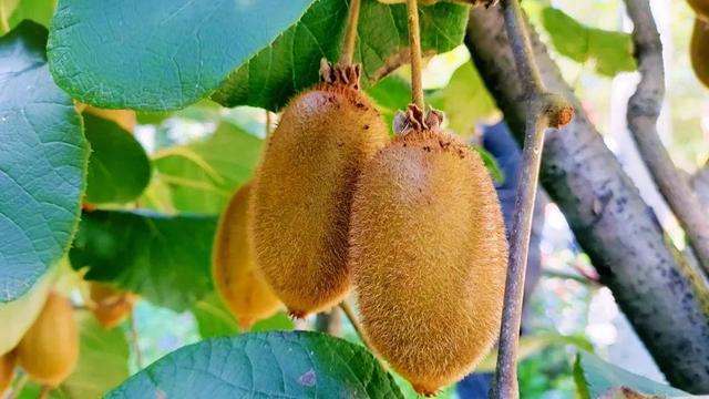 甘肃这边的水果,甘肃的水果少吗