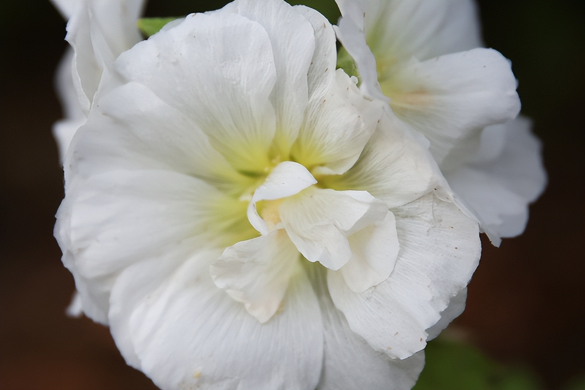 男友一直保证会和我在一起，但是见到我姐姐后，把我甩了