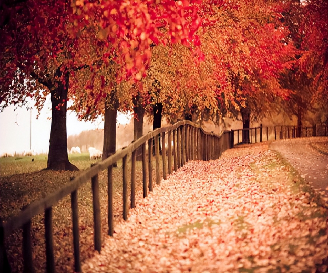 简单快乐的心态句句唯美走心,心态阳光的唯美短句