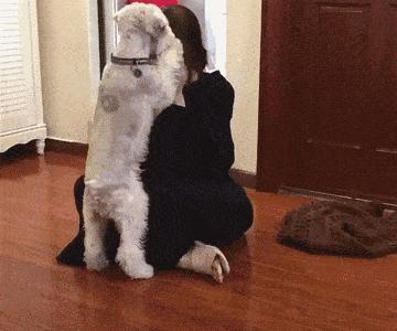 养什么小型犬寿命长又好看,建议新手养的10种小型犬性格好的