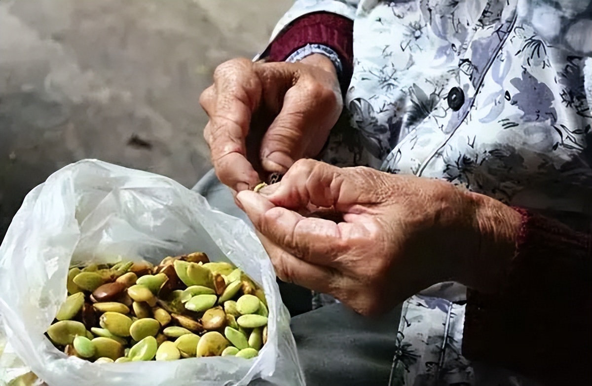 桃胶皂角米能养颜美容吗,吃桃胶雪燕皂角米可以淡斑美容吗