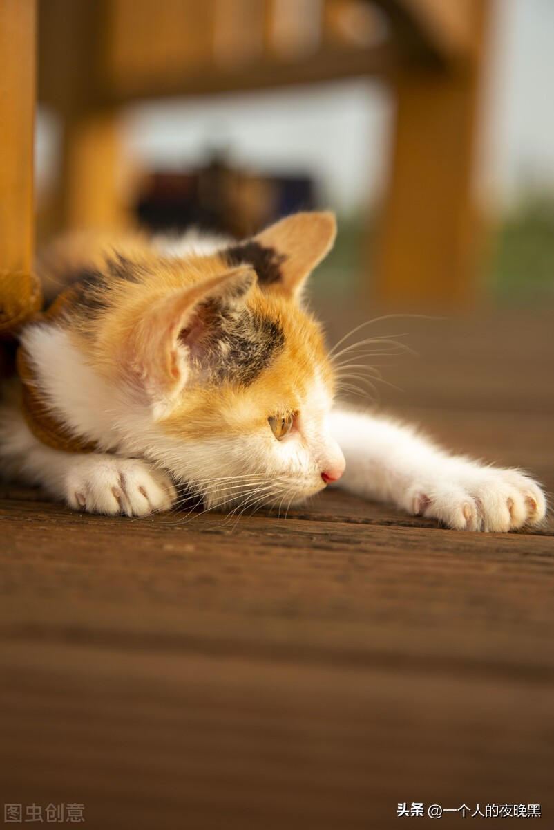 为什么说三花猫是猫中的颜值王者,三花猫为什么被称为最漂亮的猫