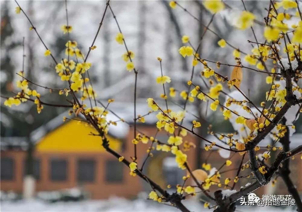南京红梅花价格,南京的梅花是什么样的