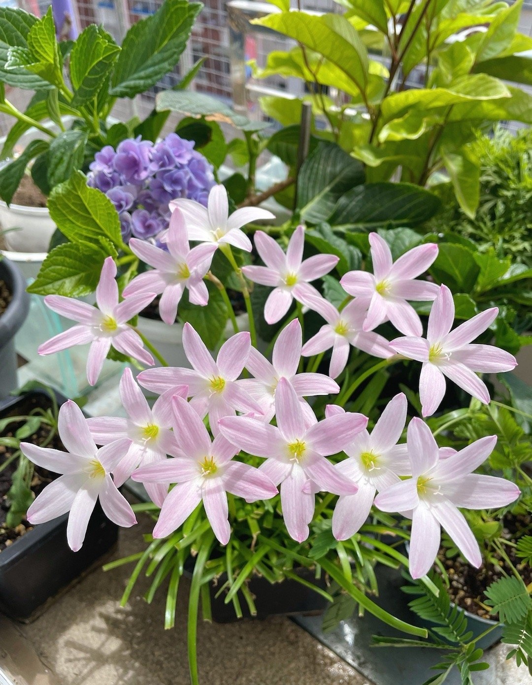 浪漫且美丽好养的花,初恋适合养的花