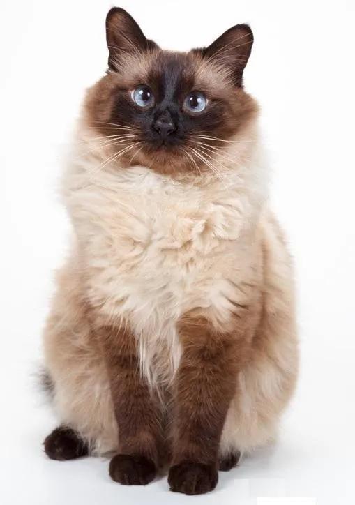 美短猫咪有几种品种,你了解的猫咪品种有几个