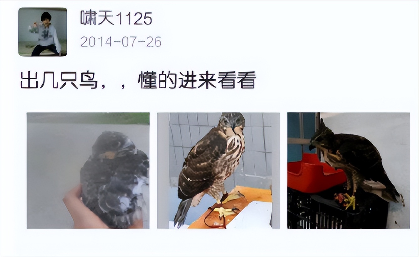 大学生掏鸟窝被判十年半的真相,大学生掏鸟窝被判10年徒刑后续