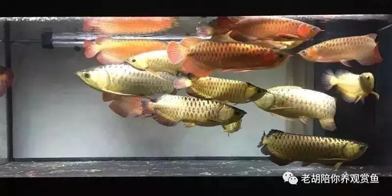 金头过背金龙鱼怎么饲养,金龙鱼如何饲养避免掉眼