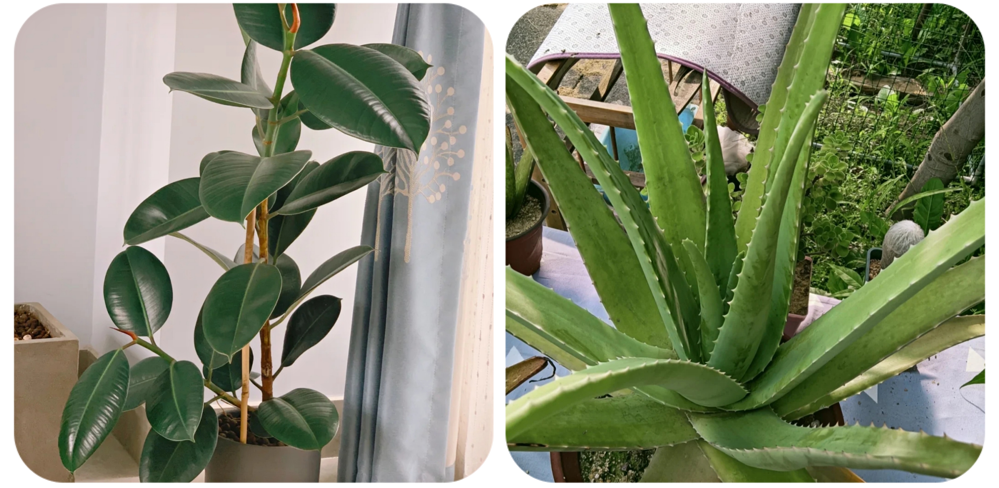 100种花能养在阳台上，50种开花的，40种绿植，10种蔬果