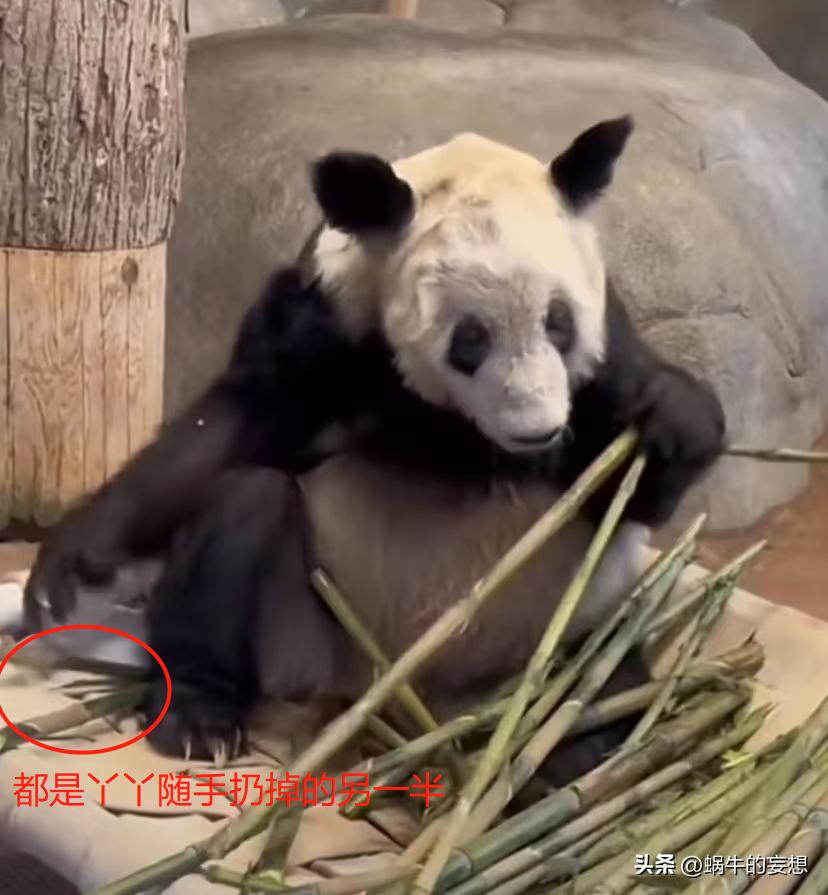 丫丫以前吃甘蔗的视频,丫丫变回小时候的样子