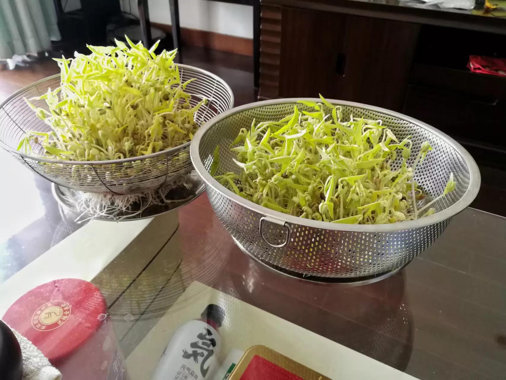 写在上海疫情封控一月之时(三)