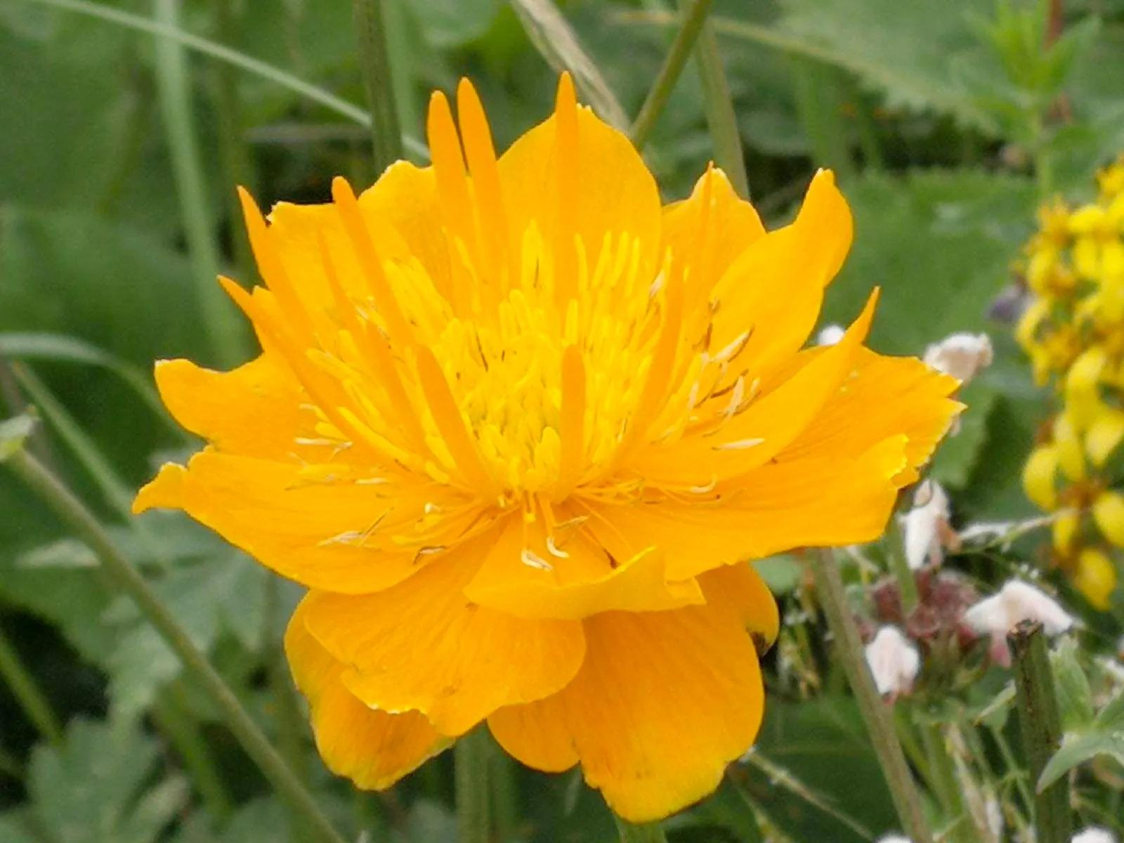 五台山藏传佛教史研究,五台山佛教文化形成的特征