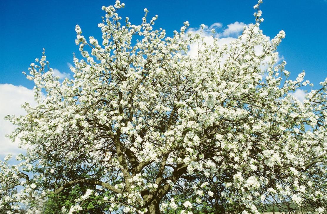 梨被人们誉为百果之宗的水果,梨被誉为百果之宗