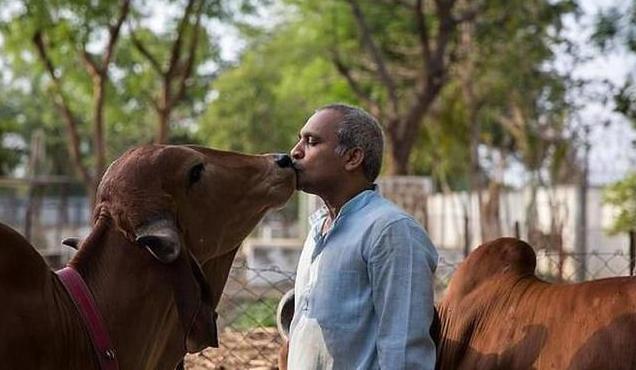 跟牛结婚的印度小伙现在怎么样了,印度男子花17万元与母牛结婚