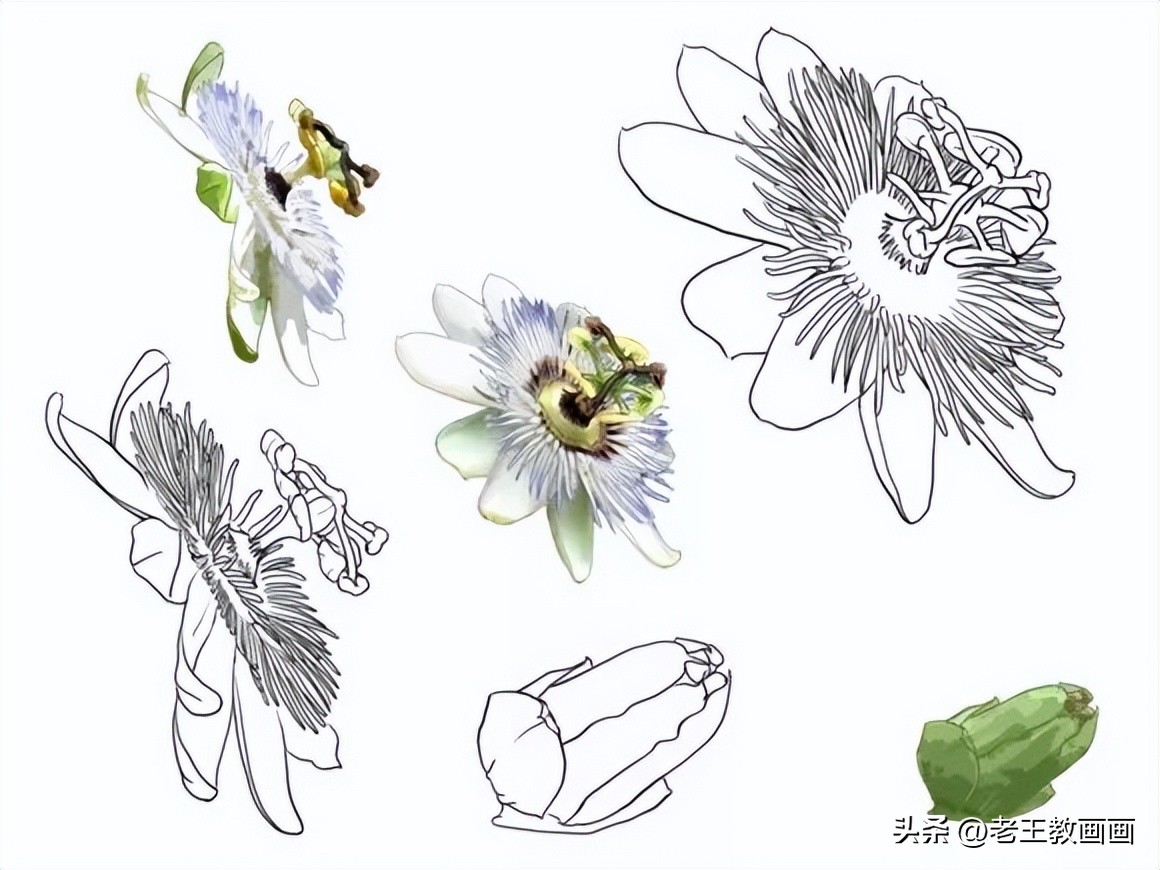 100种绘画基础入门,100幅零基础绘画教程