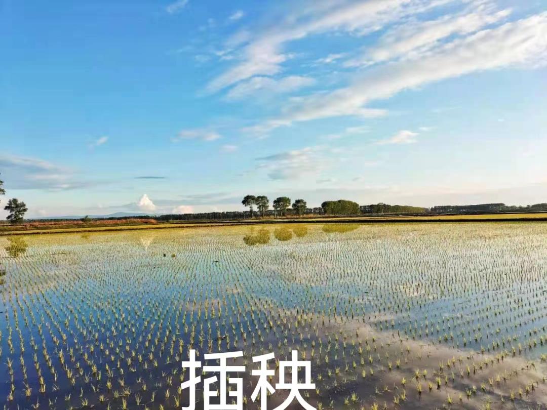 怎么辨认真正五常大米,五常大米稻花香2号如何辨别真假