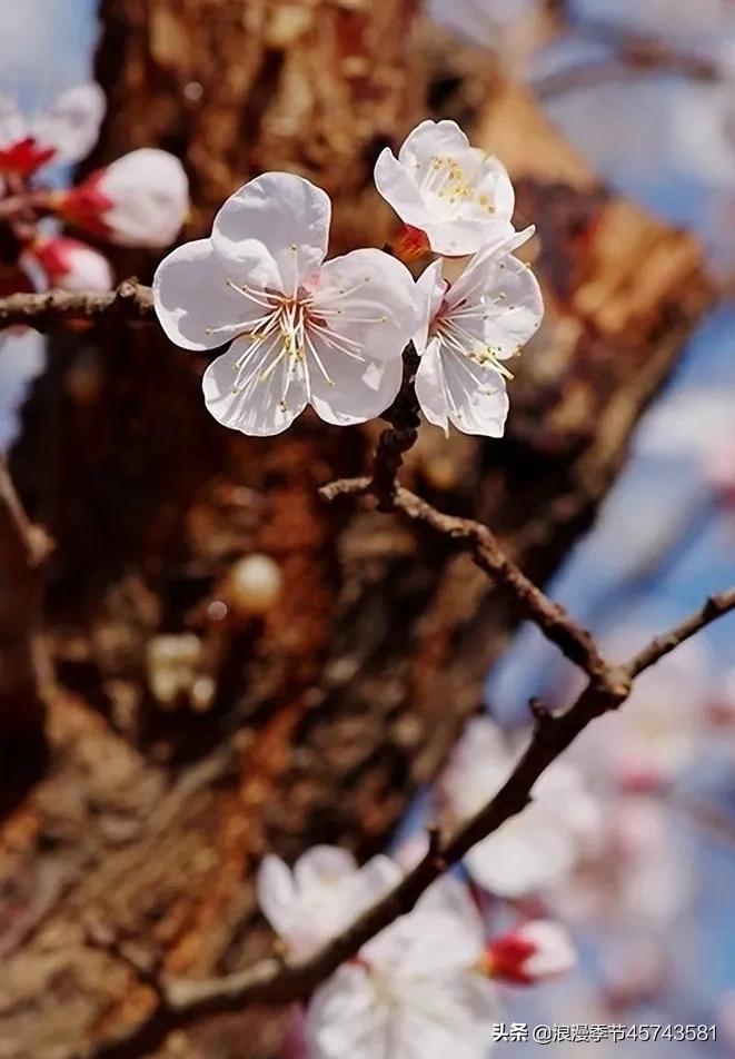 渴望的春天经典散文,藏在春天里的梦散文精选