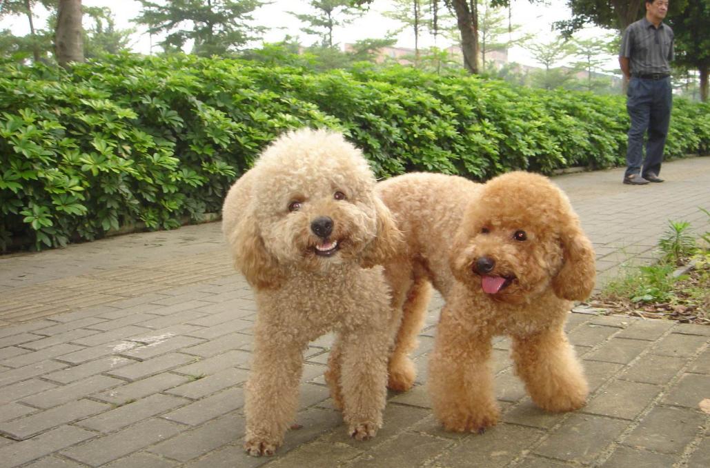 贵宾犬和泰迪区别在哪里,贵宾犬和泰迪有什么区别