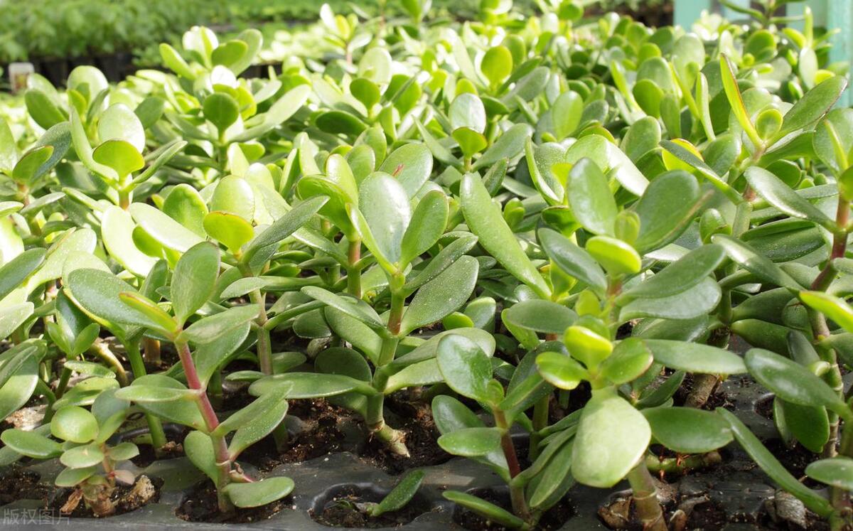 家里玉树盆景烂根了,玉树叶子发软一碰就掉怎么补救