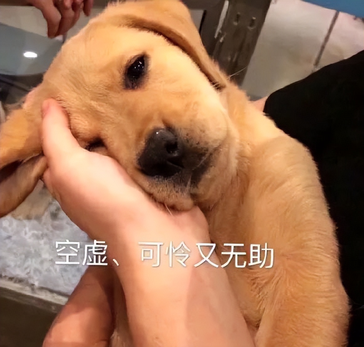 狗狗有七种行为说明它要背叛你了,狗狗闹脾气有哪些表现症状