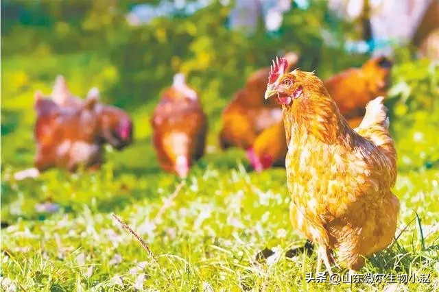 养鸡中暑最简单的方法,蛋鸡中暑急救用藿香正气水