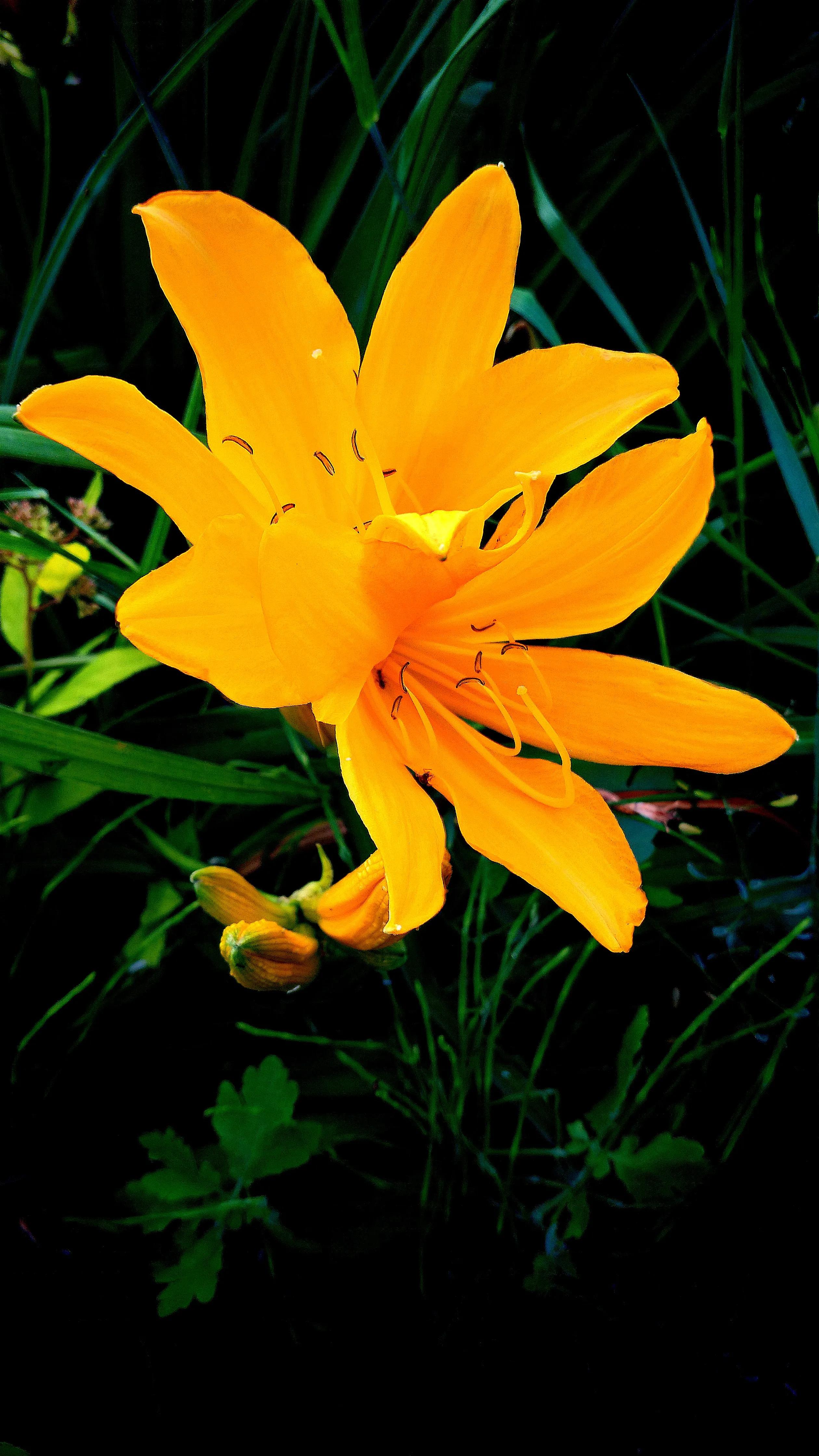 世界各国国花一览表,南美洲各国国花