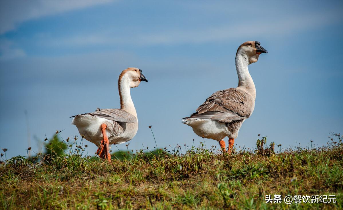 卤鹅在北方有市场吗,风靡广东的卤鹅为何在北方