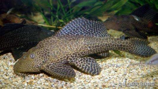 足坛著名清道夫,足坛最强清道夫