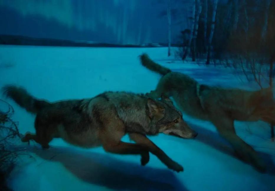 2岁儿童和狗失踪找到了吗,三岁女孩与狗狗一起失踪