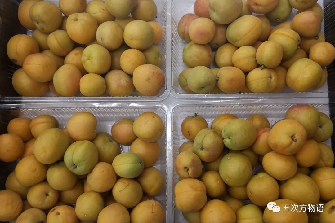 蔷薇科水果是什么,蔷薇亚科著名水果