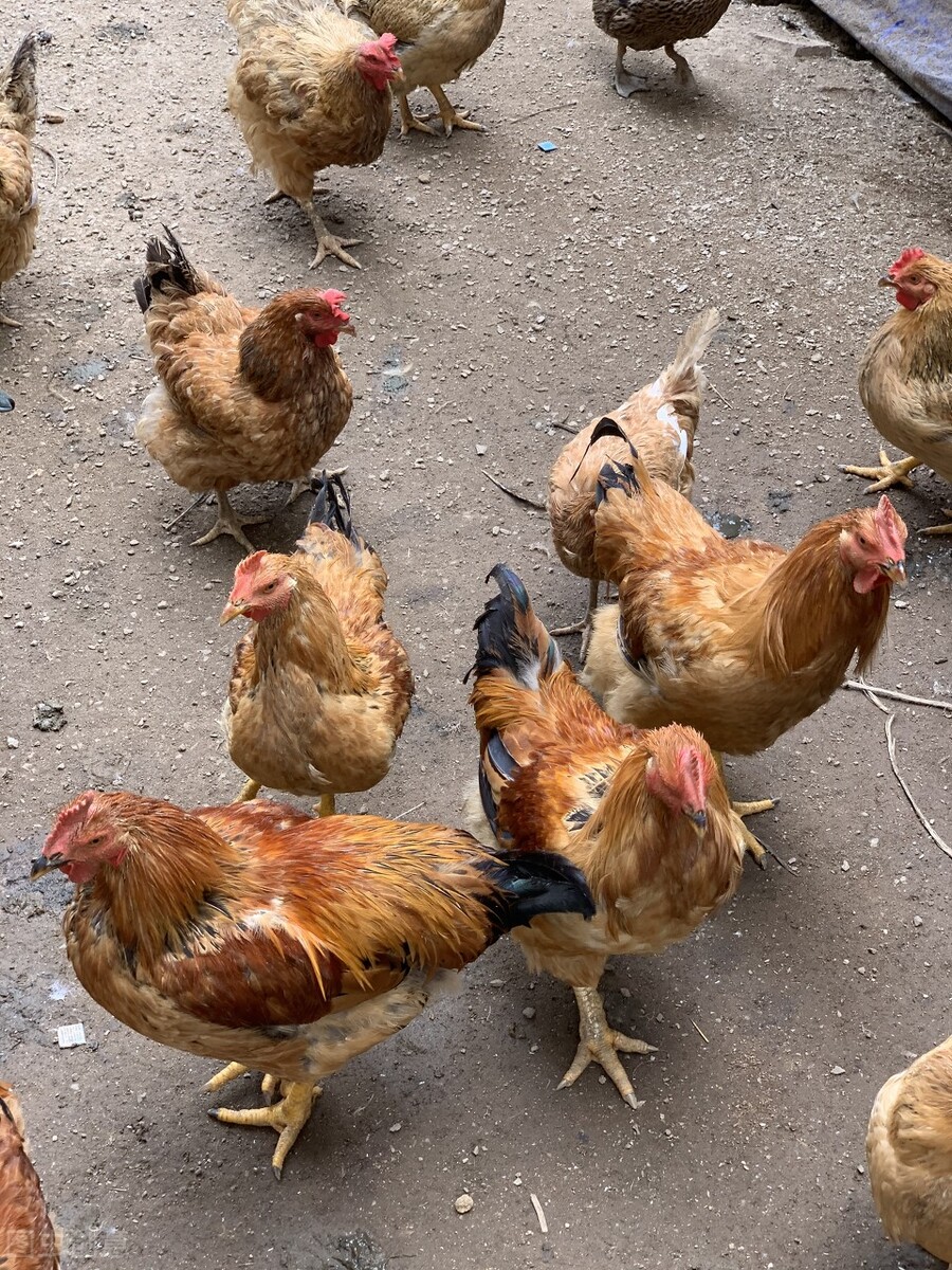 家禽磺胺药中毒怎么解毒最好,家禽中毒怎么解毒最好