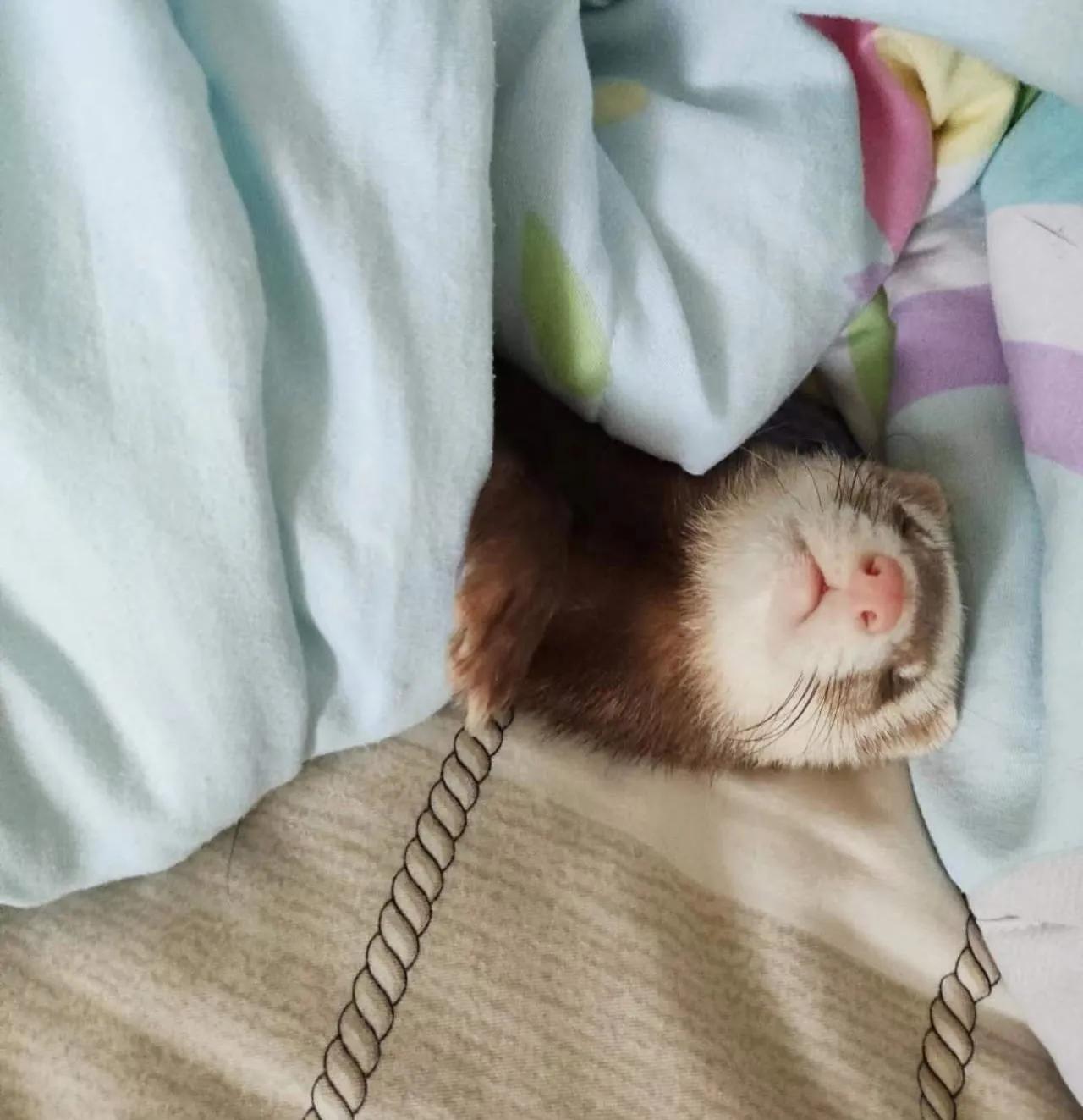 宠物小精灵黑洛奇亚,怎么训练安格鲁貂不咬人