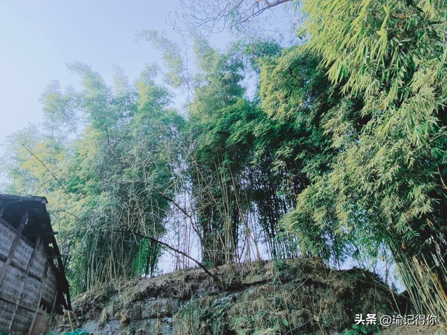 男子低头玩手机差点被绊倒,男子低头玩手机过马路被撞