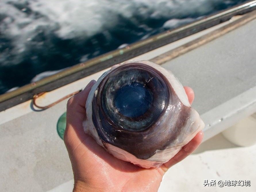 世界上最奇怪最大最恐怖的蛇图片,世界上十大恐怖诡异蛇