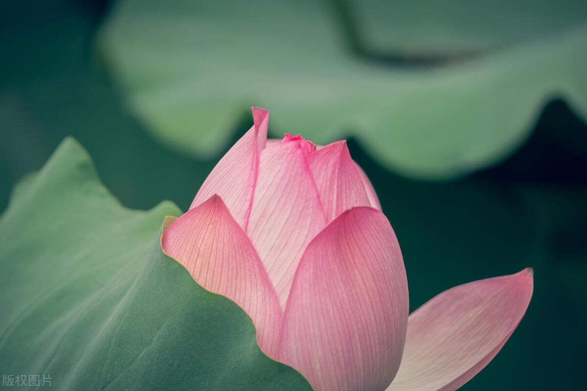 古诗词中的荷花别名,关于描写荷花的古诗都有哪些
