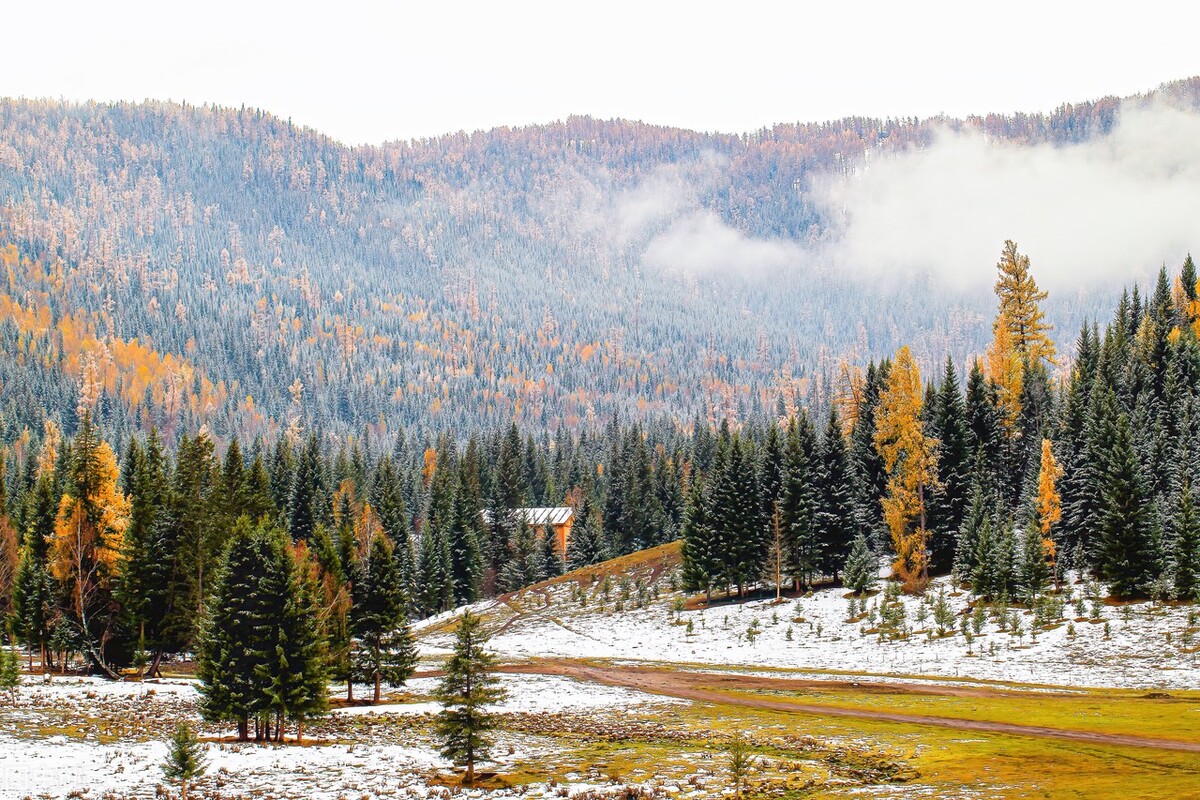 东北三宝人参鹿茸,人参貂皮鹿茸属于东北三宝吗