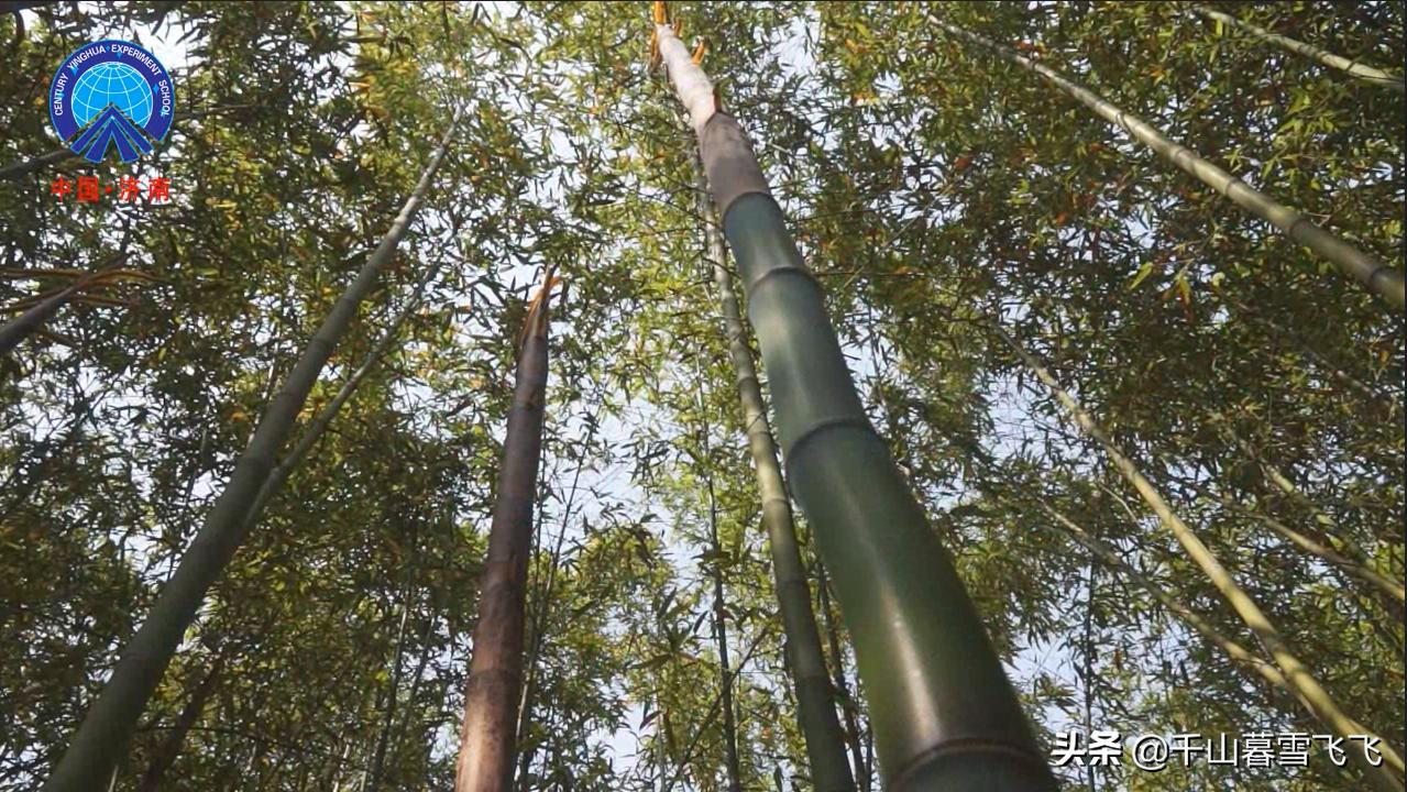 济南新建4所公办高中,盘点济南最好的五个高中